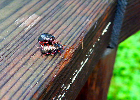 Chrysolina bankii Sa Gola. Albufera D'Es Grau, Menorca.  Chrysolina bankii,Chrysolina banksii,Fall,Geotagged,Spain