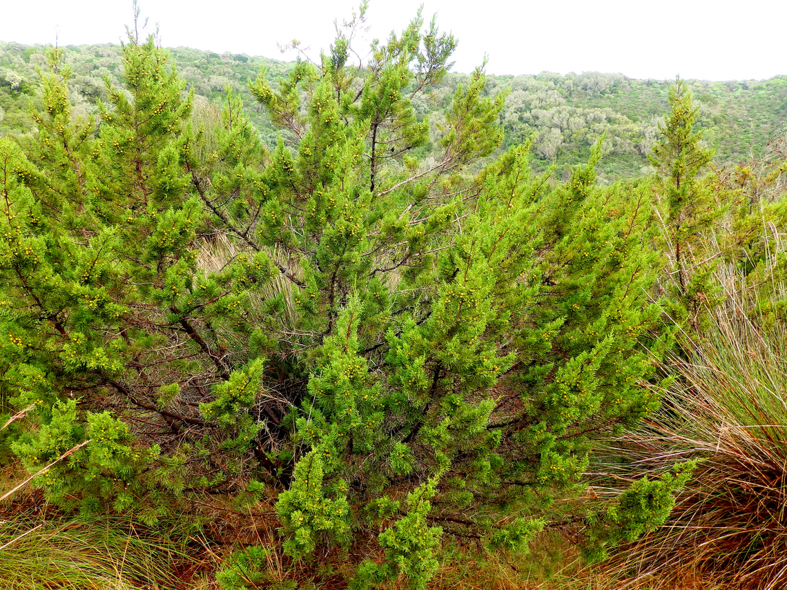 Phoenicean Juniper - Juniperus phoenicea subsp. turbinata Sa Gola. Albufera D&#039;Es Grau, Menorca.  Fall,Geotagged,Juniperus phoenicea,Phoenicean Juniper,Spain