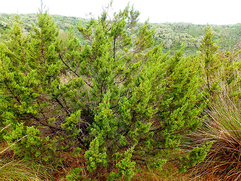 Phoenicean Juniper - Juniperus phoenicea subsp. turbinata Sa Gola. Albufera D'Es Grau, Menorca.  Fall,Geotagged,Juniperus phoenicea,Phoenicean Juniper,Spain