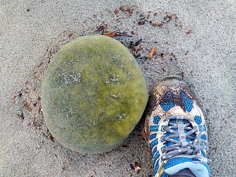 Codium bursa Platja D'Es Grau, Menorca.  Codium bursa,Fall,Geotagged,Spain