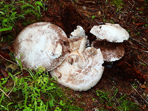 Amanita proxima Cala Pilar, Menorca. Amanita proxima,Fall,Geotagged,Spain