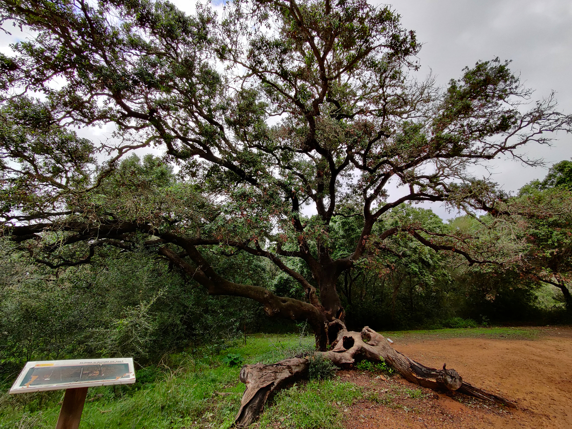 Alzina De Dalt - Quercetum ilicis Cam&iacute; de l'Alzinar de Dalt, Cala Pilar, Menorca.<br />
I am not sure if this is a synnonym of Quercus ilex? Fall,Geotagged,Spain
