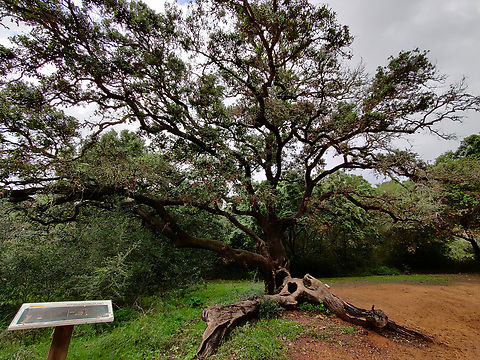 Alzina De Dalt - Quercetum ilicis Cam&iacute; de l'Alzinar de Dalt, Cala Pilar, Menorca.
I am not sure if this is a synnonym of Quercus ilex? Fall,Geotagged,Spain