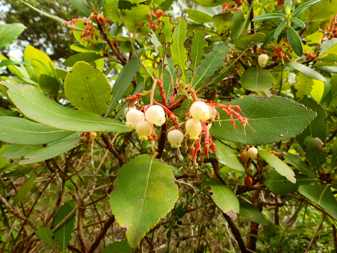 Madro&ntilde;o - Arbutus unedo Cam&iacute; de l'Alzinar de Dalt, Cala Pilar, Menorca.  Arbutus unedo,Fall,Geotagged,Madro&ntilde;o,Spain