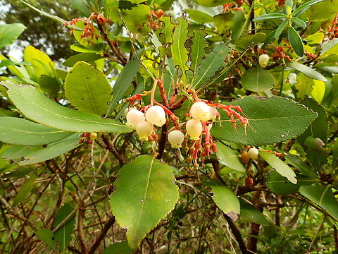 Madro&ntilde;o - Arbutus unedo Cam&iacute; de l'Alzinar de Dalt, Cala Pilar, Menorca.  Arbutus unedo,Fall,Geotagged,Madro&ntilde;o,Spain