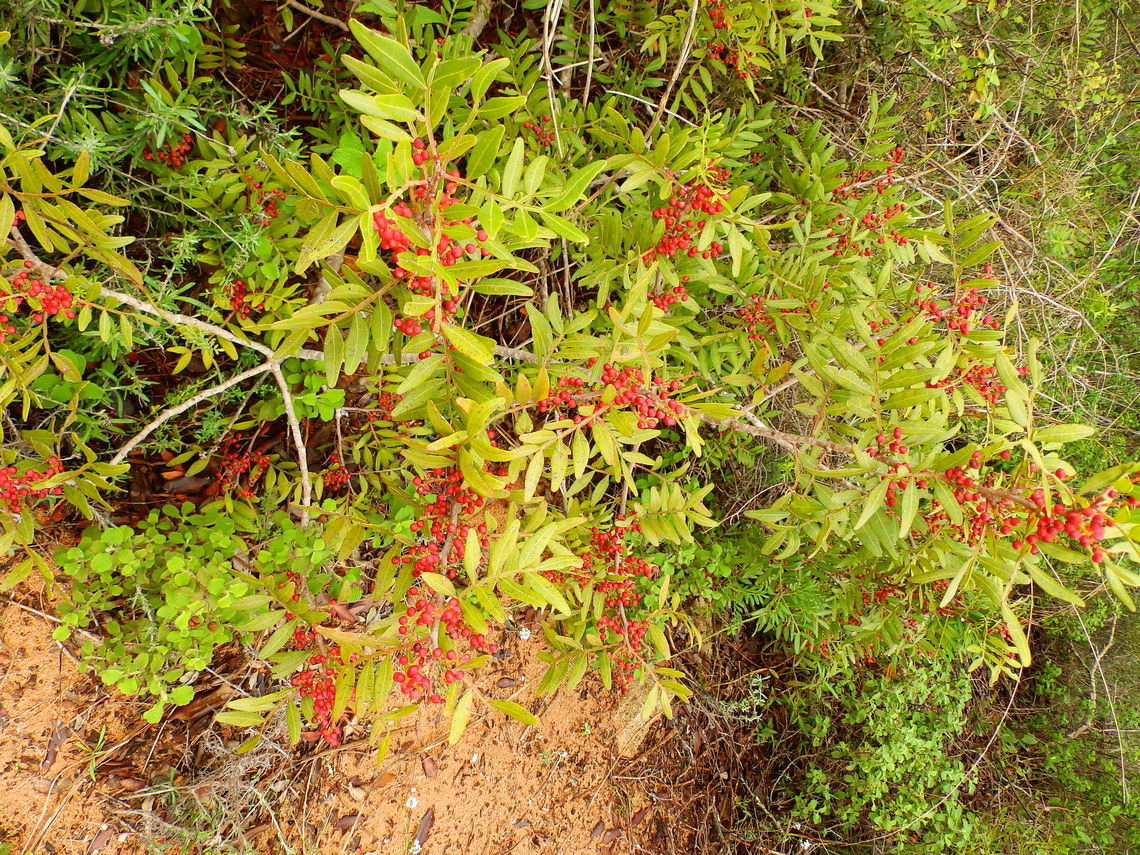 Mediterranean buckthorn - Rhamnus alaternus Cam&iacute; de l&#039;Alzinar de Dalt, Cala Pilar, Menorca.  Fall,Geotagged,Mediterranean buckthorn,Rhamnus alaternus,Spain