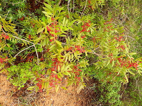 Mediterranean buckthorn - Rhamnus alaternus Cam&iacute; de l'Alzinar de Dalt, Cala Pilar, Menorca.  Fall,Geotagged,Mediterranean buckthorn,Rhamnus alaternus,Spain