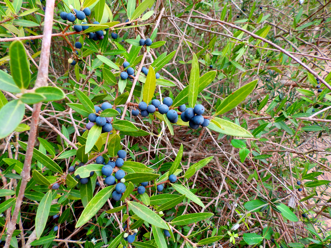 Narrow-leaved mock privet - Phillyrea angustifolia Cam&iacute; de l&#039;Alzinar de Dalt, Cala Pilar, Menorca.  Fall,Geotagged,Narrow-leaved Mock Privet,Phillyrea angustifolia,Spain