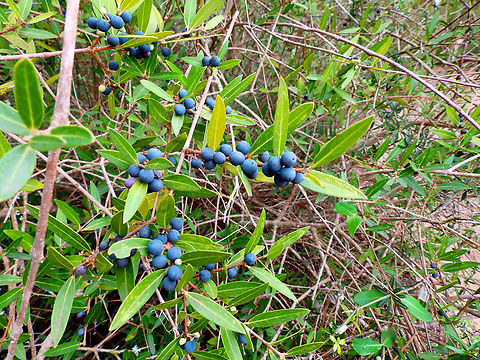 Narrow-leaved mock privet - Phillyrea angustifolia Camí de l'Alzinar de Dalt, Cala Pilar, Menorca.  Fall,Geotagged,Narrow-leaved Mock Privet,Phillyrea angustifolia,Spain