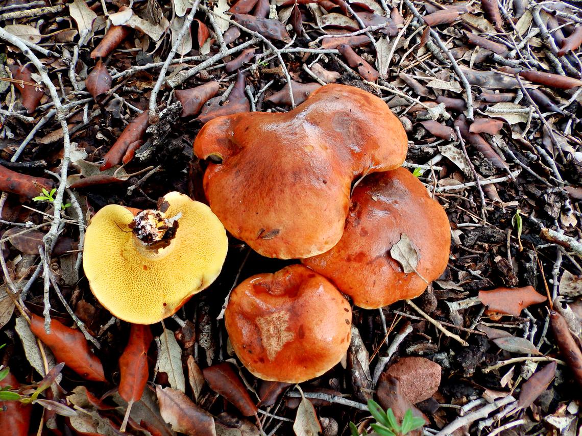 Leccinum lepidum Cam&iacute; de l'Alzinar de Dalt, Cala Pilar, Menorca.  Fall,Geotagged,Leccinellum lepidum,Spain