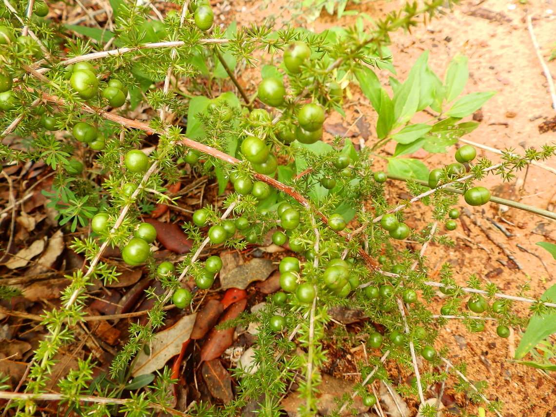 Wild Asparagus - Asparagus acutifolius Cam&iacute; de l'Alzinar de Dalt, Cala Pilar, Menorca.  Asparagus acutifolius,Fall,Geotagged,Spain,Wild Asparagus