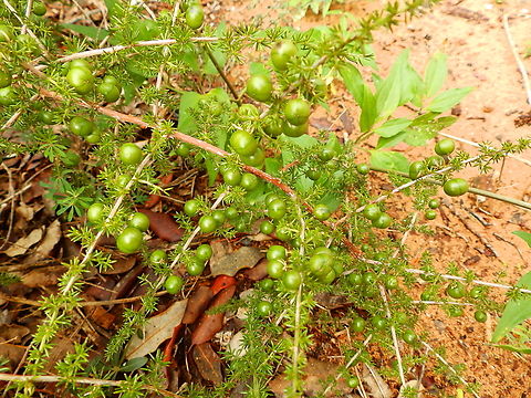 Wild Asparagus - Asparagus acutifolius Camí de l'Alzinar de Dalt, Cala Pilar, Menorca.  Asparagus acutifolius,Fall,Geotagged,Spain,Wild Asparagus