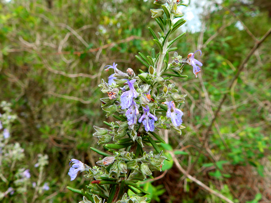 Rosemar - Rosmarinus officinalis Cam&iacute; de l&#039;Alzinar de Dalt, Cala Pilar, Menorca.  Fall,Geotagged,Rosemary,Rosmarinus officinalis,Spain