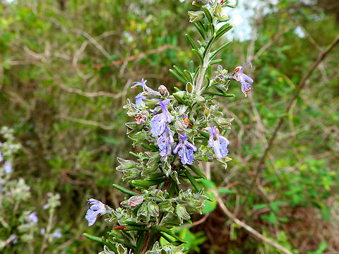 Rosemar - Rosmarinus officinalis Camí de l'Alzinar de Dalt, Cala Pilar, Menorca.  Fall,Geotagged,Rosemary,Rosmarinus officinalis,Spain