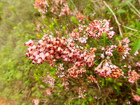 Mediterranean Heath - Erica multiflora Camí de l'Alzinar de Dalt, Cala Pilar, Menorca.  Erica  multiflora,Fall,Geotagged,Mediterranean Heath,Spain