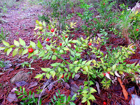 Butchers-broom - Ruscus aculeatus Camí de l'Alzinar de Dalt, Cala Pilar, Menorca.  Butchers-broom,Fall,Geotagged,Ruscus aculeatus,Spain