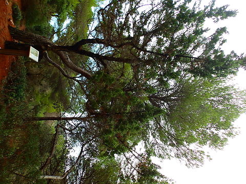 Phoenicean Juniper - Juniperus phoenicea subsp. turbinata Cam&iacute; de l'Alzinar de Dalt, Cala Pilar, Menorca.  Fall,Geotagged,Juniperus phoenicea,Phoenicean Juniper,Spain