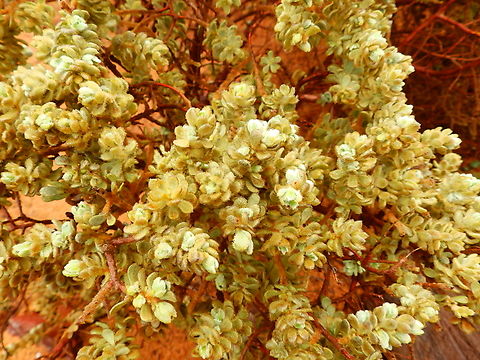 Thymelaea velutina Camí de l'Alzinar de Dalt, Cala Pilar, Menorca.  Fall,Geotagged,Herba de cotó,Spain,Thymelaea velutina