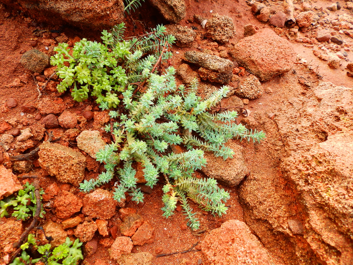Little fir spurge - Euphorbia pithyusa Cala Pilar, Menorca. Euphorbia pithyusa,Fall,Geotagged,Little fir spurge,Spain