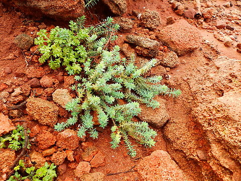 Little fir spurge - Euphorbia pithyusa Cala Pilar, Menorca. Euphorbia pithyusa,Fall,Geotagged,Little fir spurge,Spain