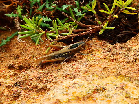 lamenting grasshopper - Eyprepocnemis plorans Cala Pilar, Menorca.  Eyprepocnemis plorans,Fall,Geotagged,Spain