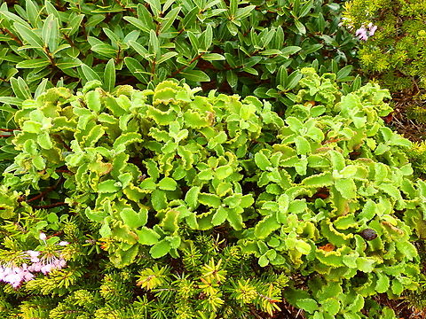 Hoary Rock-Rose - Cistus creticus Cala Pilar, Menorca.  Cistus creticus,Fall,Geotagged,Hoary Rock-Rose,Spain
