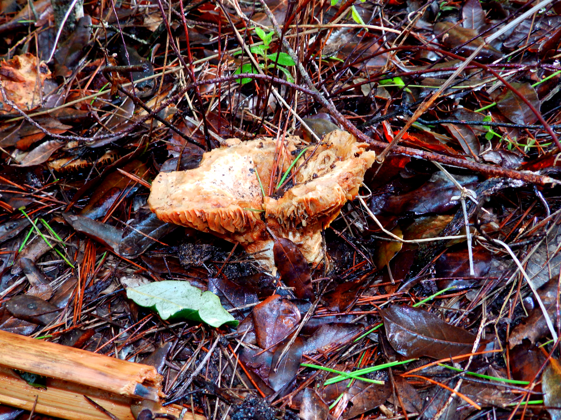 Saffron milk cap - Lactarius deliciosus Cala Pilar, Menorca.  Fall,Geotagged,Lactarius deliciosus,Saffron milk cap,Spain
