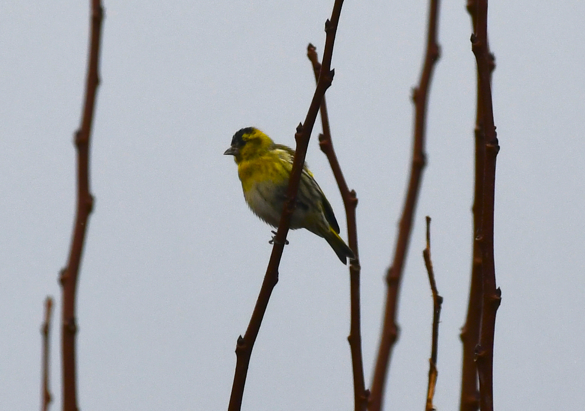 Eurasian siskin - Spinus spinus Platja de Binimel&middot;l&agrave;, Menorca. Eurasian siskin,Fall,Geotagged,Spain,Spinus spinus