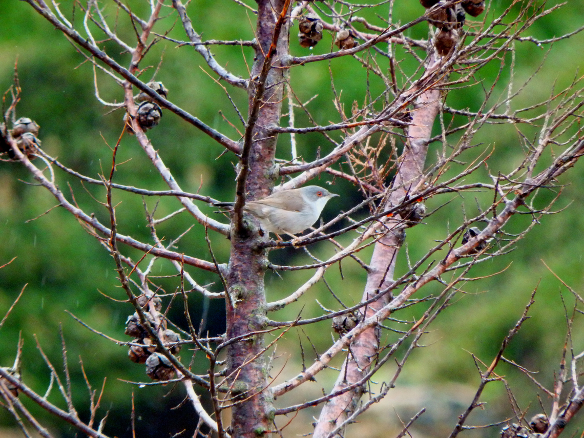 Sardinian Warbler - Sylvia melanocephala (female) Platja de Binimel&middot;l&agrave;, Menorca.  Fall,Geotagged,Sardinian Warbler,Spain,Sylvia melanocephala