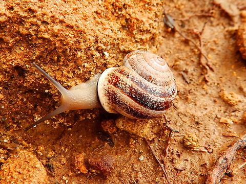 Chocolate-band Snail - Eobania vermiculata Platja de Binimel&middot;l&agrave;, Menorca.  Chocolate-band Snail,Eobania vermiculata,Fall,Geotagged,Spain