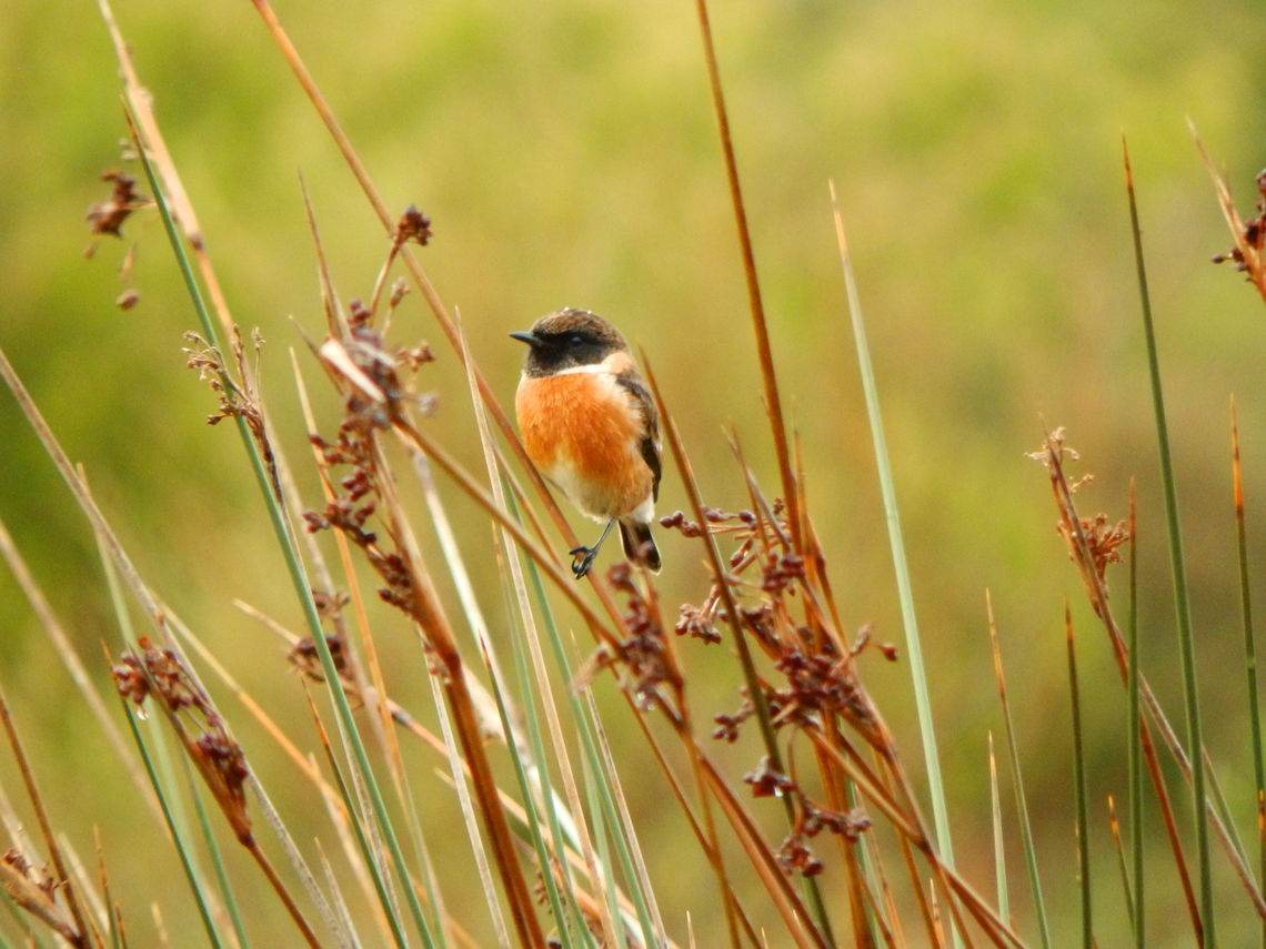 European Stonechat - Saxicola rubicola (male) Platja de Binimel&middot;l&agrave;, Menorca.  European Stonechat,Fall,Geotagged,Saxicola rubicola,Spain
