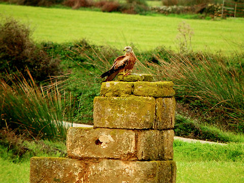 Red kite - Milvus milvus Platja de Binimel&middot;l&agrave;, Menorca.  Fall,Geotagged,Milvus milvus,Red kite,Spain
