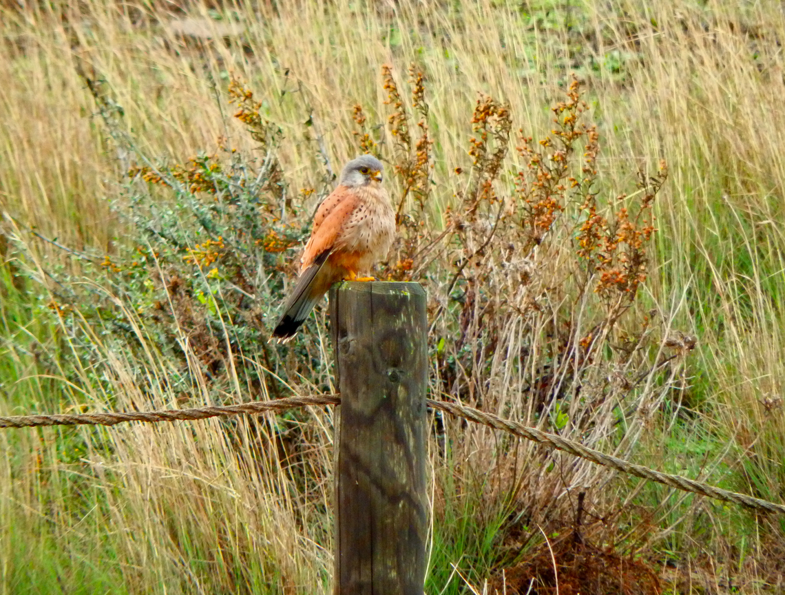 Common Kestrel - Falco tinnunculus Platja de Binimel&middot;l&agrave;, Menorca.  Common Kestrel,Falco tinnunculus,Fall,Geotagged,Spain