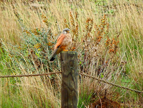 Common Kestrel - Falco tinnunculus Platja de Binimel&middot;l&agrave;, Menorca.  Common Kestrel,Falco tinnunculus,Fall,Geotagged,Spain