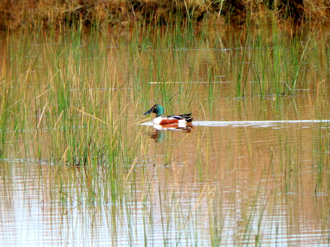 Spatula clypeata Marshes by road toward platja de Cavalleria, Menorca. Anas clypeata,Fall,Geotagged,Northern Shoveler,Northern shoveler,Spain,Spatula clypeata