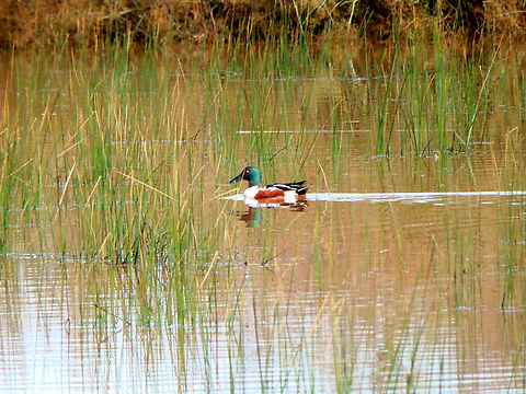 Spatula clypeata Marshes by road toward platja de Cavalleria, Menorca. Anas clypeata,Fall,Geotagged,Northern Shoveler,Northern shoveler,Spain,Spatula clypeata