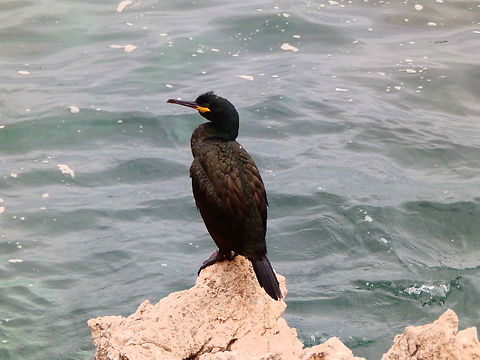 Great Cormorant - Phalacrocorax carbo Fornells, Menorca. Fall,Geotagged,Great Cormorant,Phalacrocorax carbo,Spain