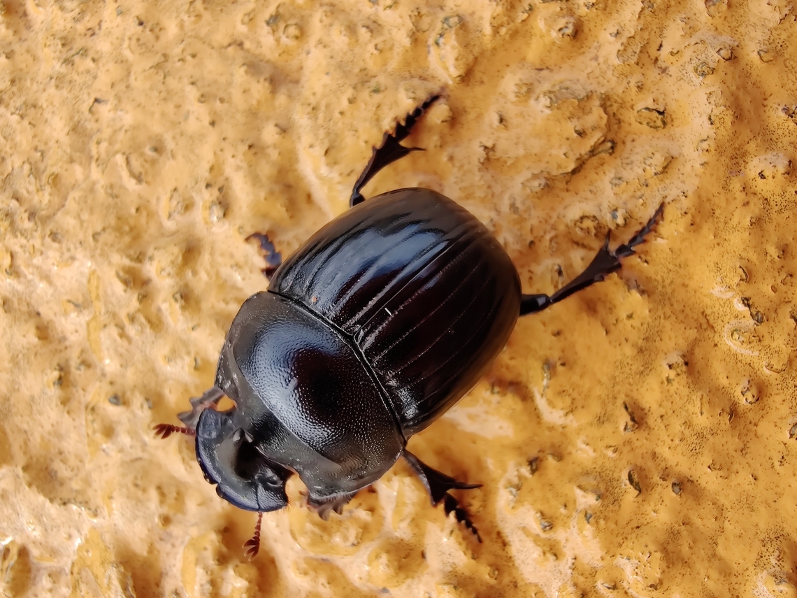Spanish rhinoceros beetle - Copris hispanus Grasslands near Menorca&#039;s airport. Copris hispanus,Fall,Geotagged,Spain,Spanish rhinoceros beetle