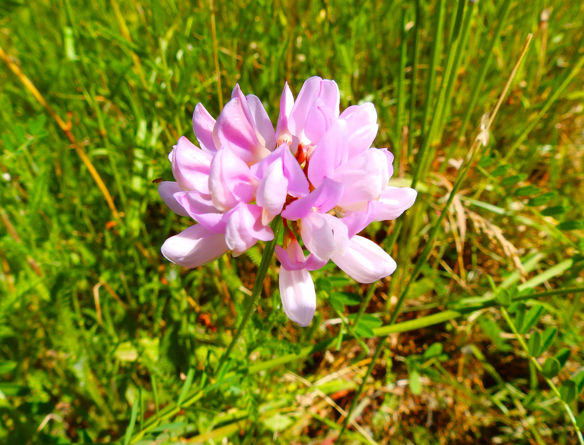 Securigera varia R&eacute;serve naturelle du Taubergiessen, Germany Crownvetch,Geotagged,Germany,Securigera varia,Spring