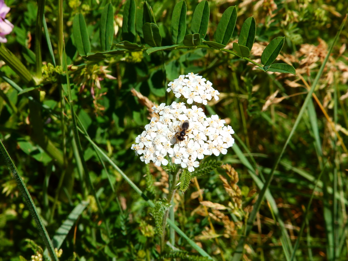Lindenius albilabris R&eacute;serve naturelle du Taubergiessen, Germany Geotagged,Germany,Lindenius albilabris,Spring