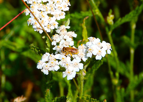 Great Banded Furrow Bee - Halictus scabiosae Réserve naturelle du Taubergiessen, Germany Geotagged,Germany,Great Banded Furrow Bee,Halictus scabiosae,Spring