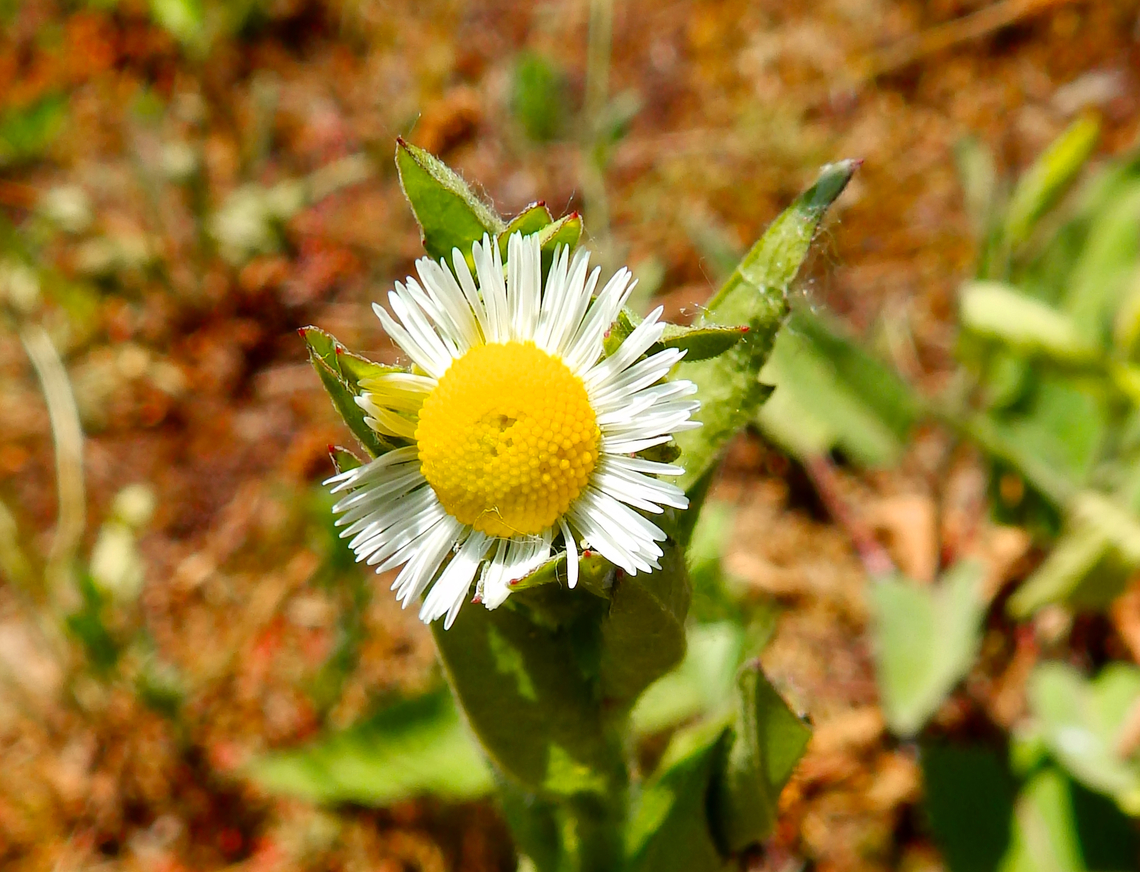 Annual fleabane - Erigeron annuus R&eacute;serve naturelle du Taubergiessen, Germany Annual fleabane,Erigeron annuus,Geotagged,Germany,Spring