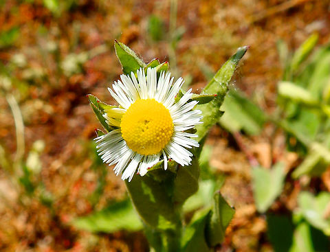 Annual fleabane - Erigeron annuus Réserve naturelle du Taubergiessen, Germany Annual fleabane,Erigeron annuus,Geotagged,Germany,Spring