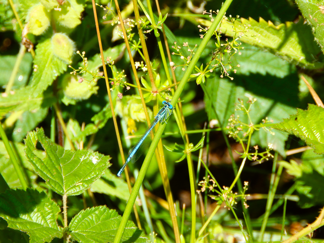 White legged damselfly - Platycnemis_pennipes R&eacute;serve naturelle du Taubergiessen, Germany. Geotagged,Germany,Platycnemis pennipes,Spring,white legged damselfly