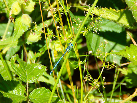 White legged damselfly - Platycnemis_pennipes Réserve naturelle du Taubergiessen, Germany. Geotagged,Germany,Platycnemis pennipes,Spring,white legged damselfly