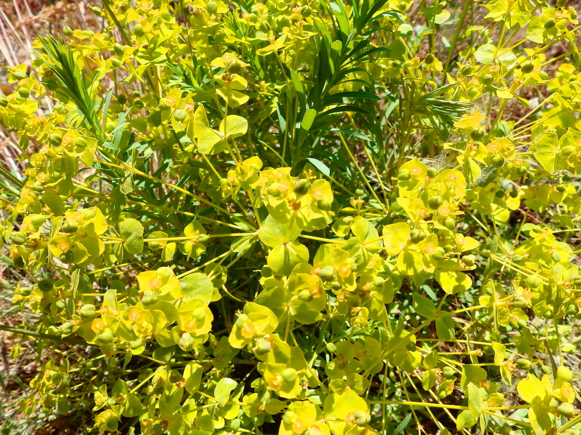 Green spurge - Euphorbia esula R&eacute;serve naturelle du Taubergiessen, Germany. Euphorbia esula,Geotagged,Germany,Spring
