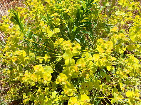 Green spurge - Euphorbia esula R&eacute;serve naturelle du Taubergiessen, Germany. Euphorbia esula,Geotagged,Germany,Spring