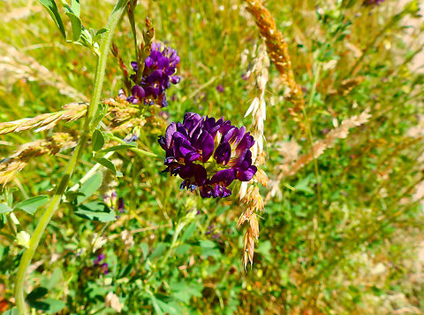 Alfalfa - Medicago sativa Réserve naturelle du Taubergiessen, Germany. Alfalfa,Geotagged,Germany,Medicago sativa,Spring
