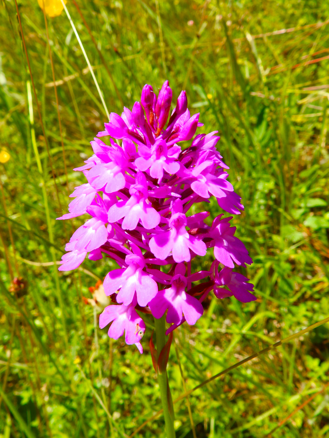 Pyramidal Orchid - Anacamptis pyramidalis R&eacute;serve naturelle du Taubergiessen, Germany. Anacamptis pyramidalis,Geotagged,Germany,Pyramidal Orchid,Spring