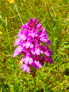 Pyramidal Orchid - Anacamptis pyramidalis Réserve naturelle du Taubergiessen, Germany. Anacamptis pyramidalis,Geotagged,Germany,Pyramidal Orchid,Spring